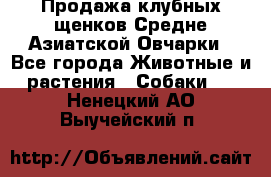 Продажа клубных щенков Средне Азиатской Овчарки - Все города Животные и растения » Собаки   . Ненецкий АО,Выучейский п.